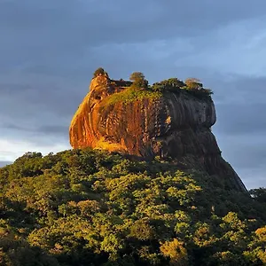 Mango , Sigiriya Sri Lanka